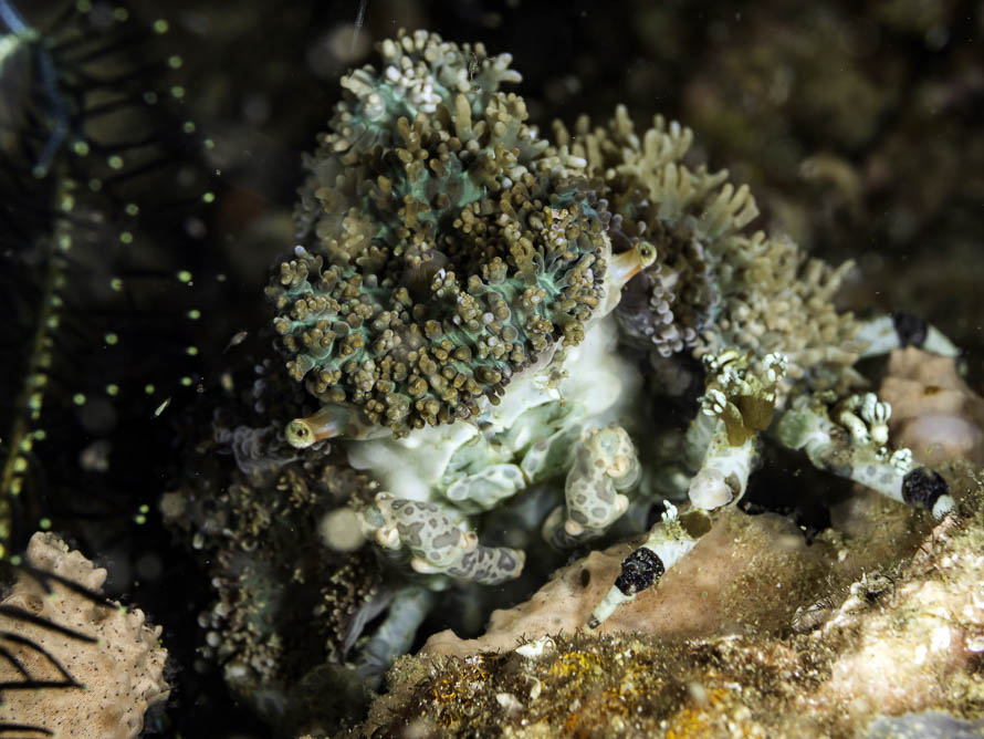 Cyclocoeloma tuberculata